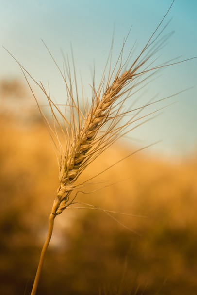 Altın olgun buğday - Fotoğraf, Görsel