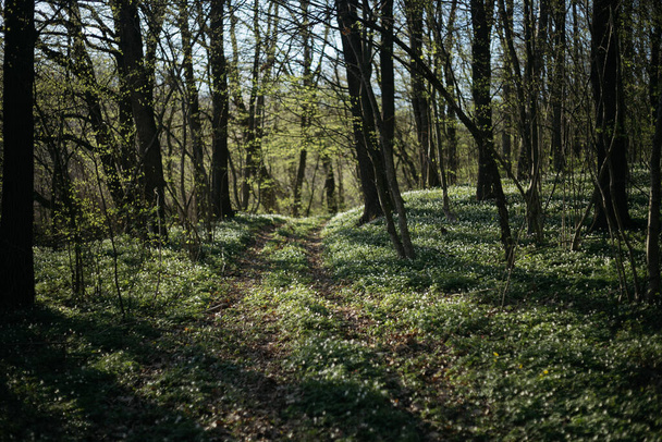 metsätie kevätkaudella - Valokuva, kuva