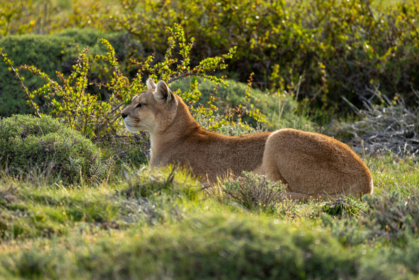 Puma femenina se encuentra en los arbustos de perfil - Foto, imagen
