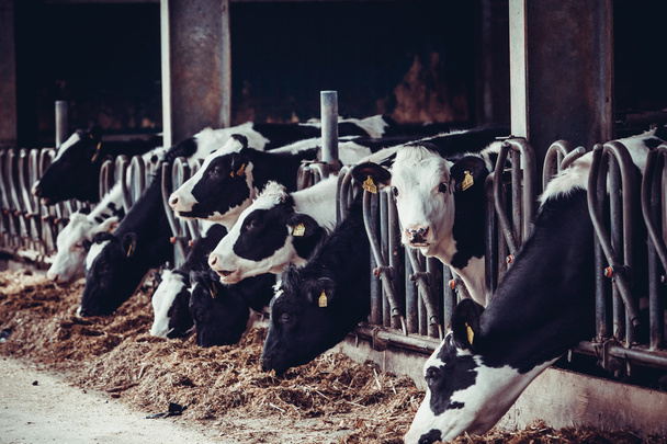 Cows eating  in a farm. - Zdjęcie, obraz