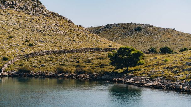 Árbol verde solitario creciendo en la costa rocosa de la isla de Dugi Otok en el mar Adriático, Croacia - Foto, imagen