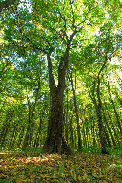 Green  Forest trees. - Fotó, kép