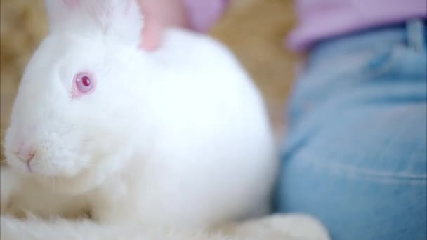 Femme caressant un lapin blanc dans la grange près de balles de foin carré, en plein jour - Séquence, vidéo