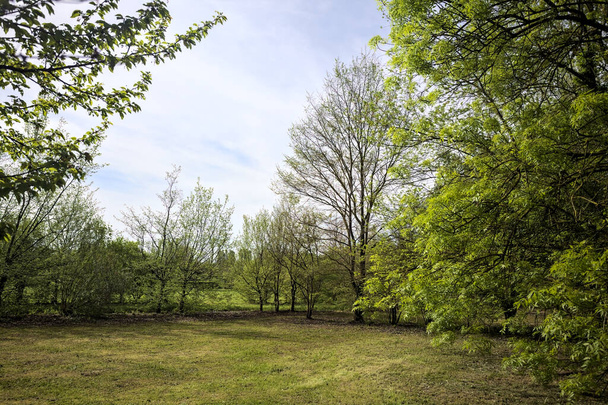 Trawnik otoczony drzewami w parku - Zdjęcie, obraz