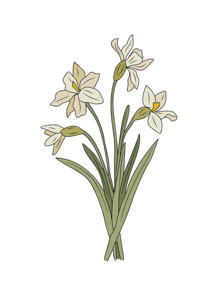 Narcissus, joulukuu Syntymäkuukausi kukka värillinen linja taiteen vektori kuva. Hahmotelma piirustus tatuointi, logo, seinä taidetta eristetty valkoisella taustalla. - Vektori, kuva