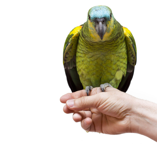 Parrot in hand isolated - Foto, imagen