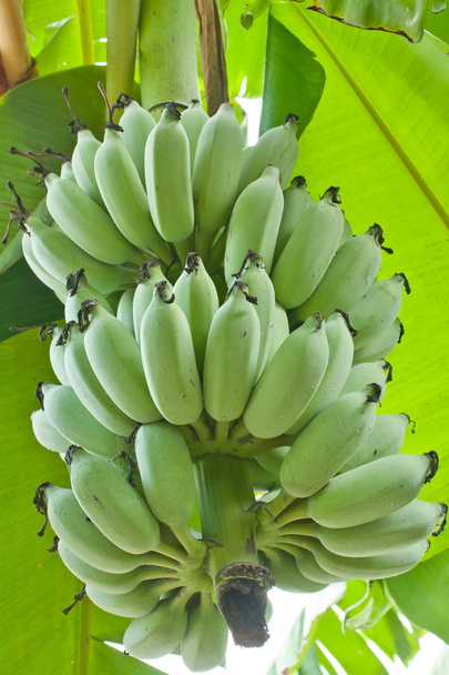 cultivated banana - Foto, Imagen
