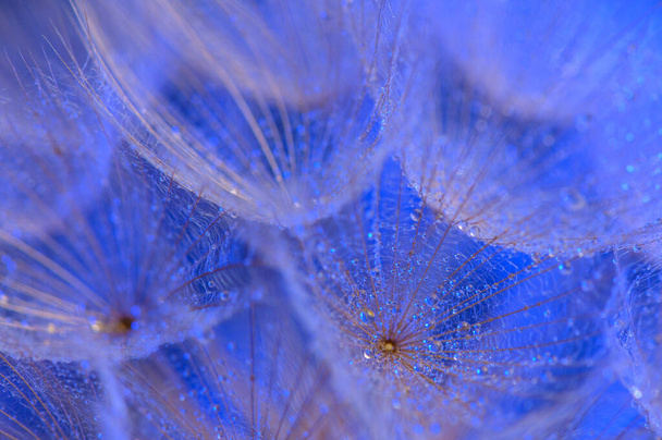Water druppels op een parachutes paardebloem op een prachtige blauw.5 - Foto, afbeelding