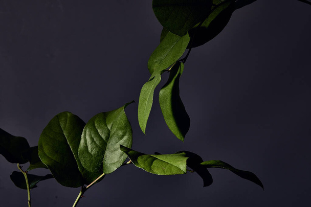 Elementos botánicos verdes sobre fondo negro con iluminación de estudio - Foto, Imagen