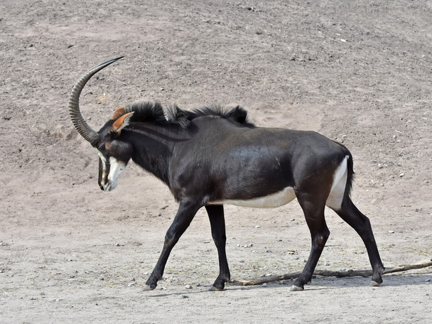 Antilopa Vraná (hippotragus niger) - Fotografie, Obrázek