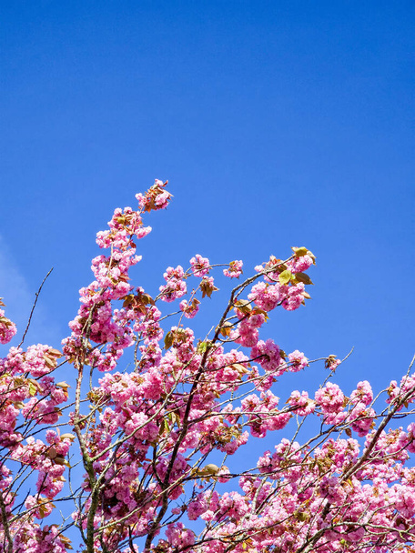 Hollanda 'da güzel bir bahar gününde mavi gökyüzü ve mor çiçeklerle bahar çiçekleri, mavi gökyüzüne karşı kiraz ağacı. - Fotoğraf, Görsel