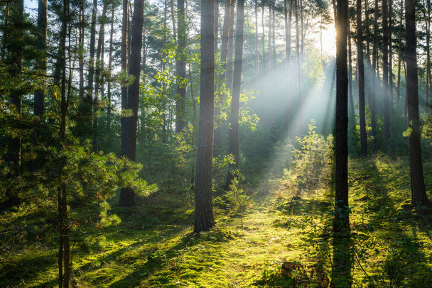 Hermosa mañana soleada en el bosque verde
 - Foto, Imagen