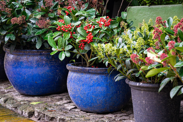 Belle piante decorative nei vasi da fiori. Galleria rossa, bacche verdi invernali - Foto, immagini