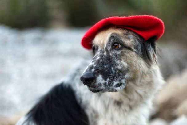 Grande bianco e nero cane di razza mista in luminoso berretto rosso nel parco autunnale, ritratto primo piano - Foto, immagini