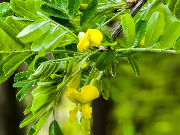 Arbusto de guisante Caragana frutex, planta Xerophilous. Acacia estepa a principios de primavera. - Foto, Imagen