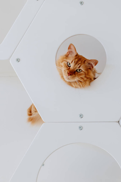 Красная кошка смотрит из круглого отверстия - Фото, изображение