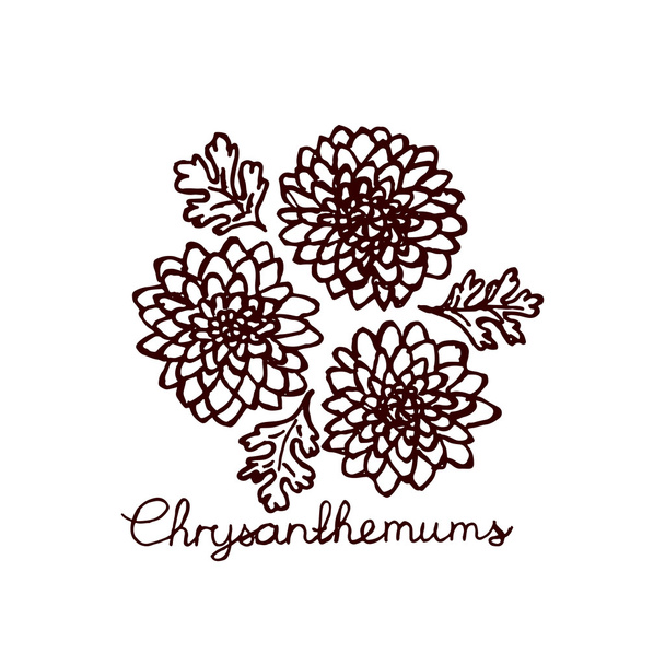 Handsketched kytice chryzantém - Vektor, obrázek