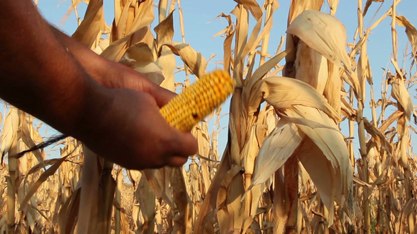 pole kukurydzy, dotkniętych przez suszę - Materiał filmowy, wideo