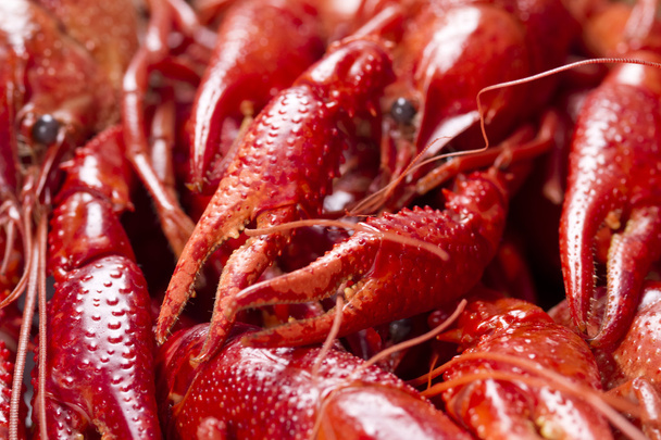 Red crayfish - Foto, Imagem