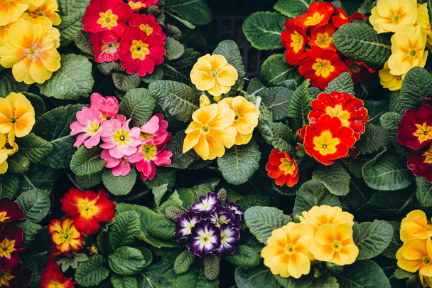 Primula Primrose φυτά με πολύχρωμα λουλούδια ως φόντο, κορυφαία άποψη. Καλή κάρτα Πάσχα. Πολλά Primula Primrose Πολύχρωμα λουλούδια. - Φωτογραφία, εικόνα