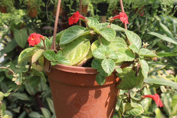 Çiftlikteki Episcia Cupreata bitkisi satılık nakit ürünleri. İçeriye renk getirmenin en iyi yolu alev menekşeleri (Episcia cupreata) yetiştirmektir. Episcia alev menekşeli ev bitkisi - Fotoğraf, Görsel