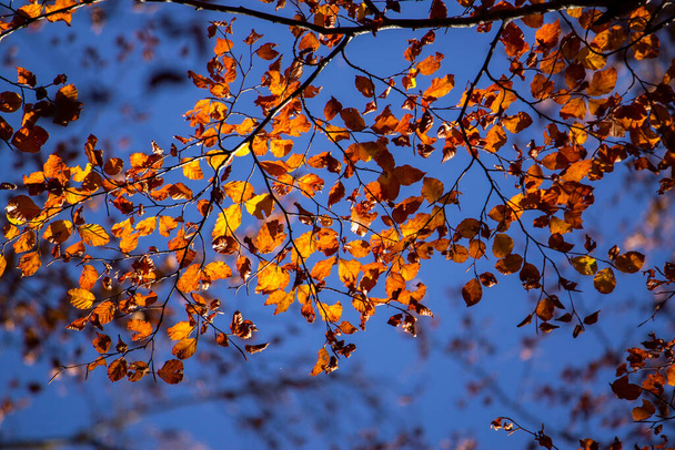 Licht en schaduw op droge bladeren in de herfst - Foto, afbeelding
