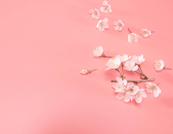 Tak van bloeiende kersenbloesems geïsoleerd op roze achtergrond. Traditionele Japanse bloem. - Foto, afbeelding