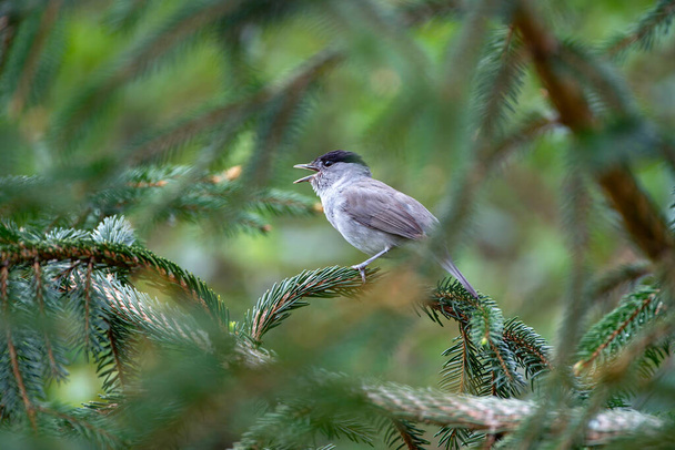 Male blackcap singing on a pine tree. Spain - Photo, Image