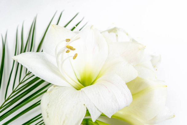 Bouquet of beautiful white lilies decorated with exotic green leaves on a white background. Greeting flowers card. Close up. - Photo, Image