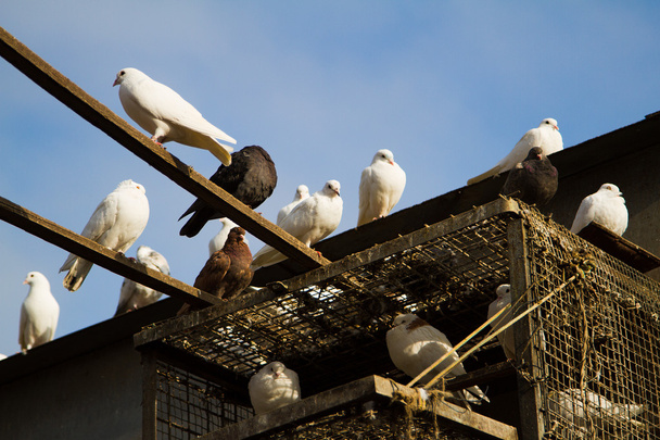 galambok a tetőn - Fotó, kép