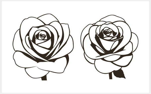 Doodle rosa icono aislado Dibujo a mano línea arte Flor bosquejo Vector stock ilustración EPS 10 - Vector, Imagen
