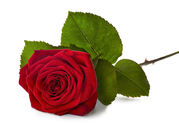 червона троянда зі стеблом
  - Фото, зображення