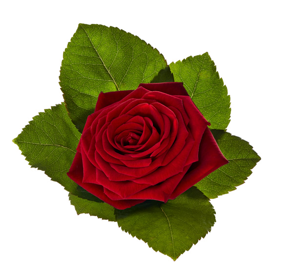 κόκκινο τριαντάφυλλο με πράσινα φύλλα - Φωτογραφία, εικόνα