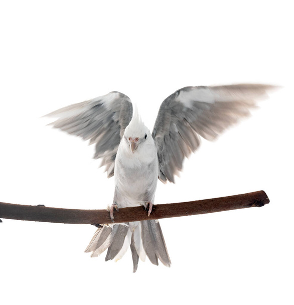 female gray cockatiel in front of white background - Photo, Image