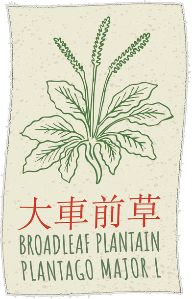 Vektorová kresba BROADLEAF PLANTAIN v čínštině. Ručně kreslená ilustrace. Latinské jméno je PLANTAGO MAJOR L. - Vektor, obrázek