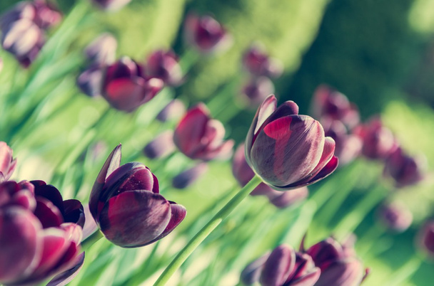 czarne tulipany. - Zdjęcie, obraz