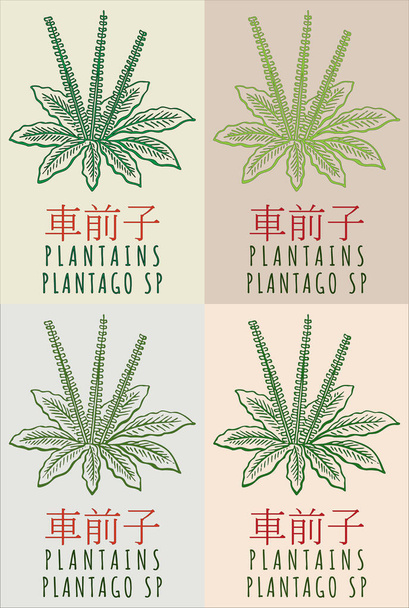 Conjunto de planos de dibujo vectorial en chino en varios colores. Ilustración hecha a mano. El nombre en latín es PLANTAGO SP. - Vector, Imagen
