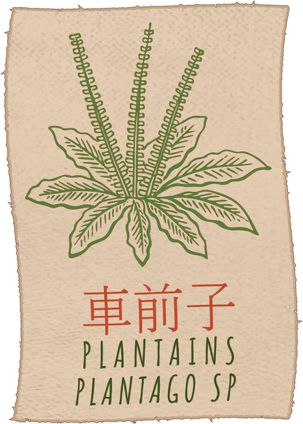 Dibujo vectorial PLANTAÑAS en chino. Ilustración hecha a mano. El nombre en latín es PLANTAGO SP . - Vector, Imagen
