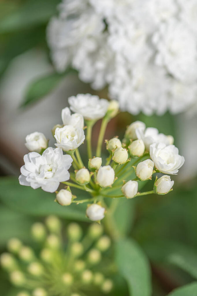 Vertical image of a white bridal wreath spirea shrub in spring. - Photo, Image
