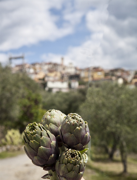 artichokes in Italy - Photo, Image