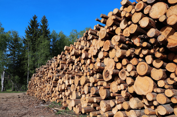 Harvesting timber logs - Photo, Image