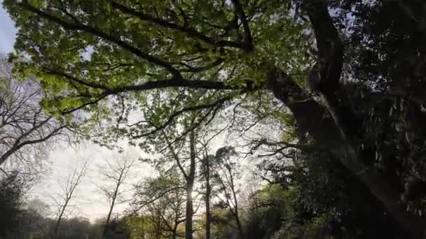 Μια πανοραμική θέα ενός ατόμου που περπατά σε ένα δασώδες μονοπάτι με σπίθες ηλιακού φωτός που διαπερνά τα κλαδιά με ανοιξιάτικα πράσινα φύλλα. - Πλάνα, βίντεο