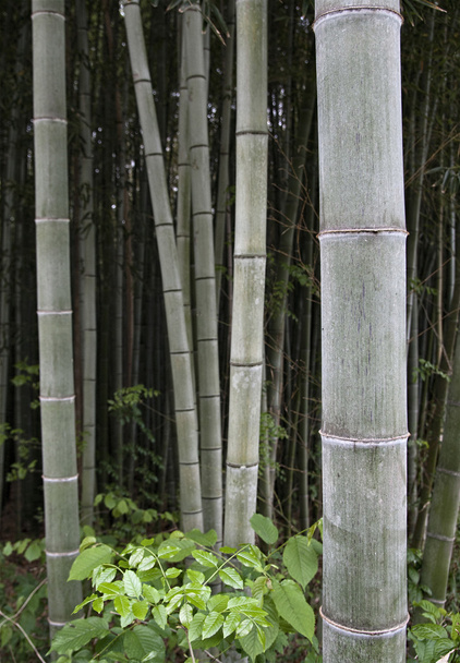 Plantas de bambu
 - Foto, Imagem