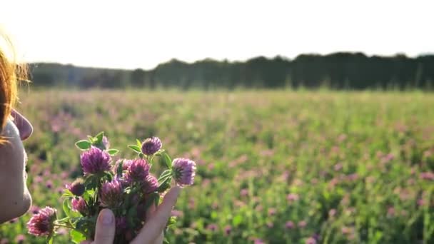 red clover flower in a womans hand.Womens health flower.woman smells red clover.Collection of red clover. Clover red extract. Alternative medicine and homeopathy. - Footage, Video