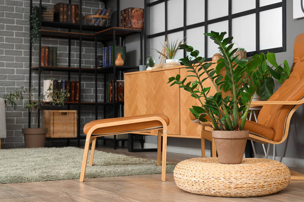 belső tér nappali fotellel és növényekkel - Fotó, kép