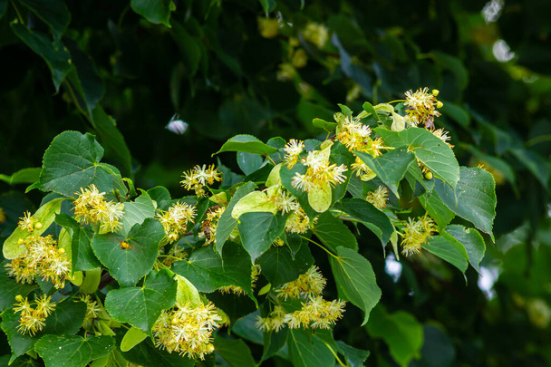 Tilia cordata φλαμουριά σε ανθισμένα κλαδιά, ανοιξιάτικη ανθοφορία μικρά φύλλα λάιμ, πράσινα φύλλα την άνοιξη το φως της ημέρας. - Φωτογραφία, εικόνα