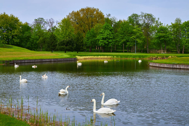 A serene scene with numerous swans gracefully swimming on an artificial lake, surrounded by a lush green lawn in the midst of a field - Photo, Image