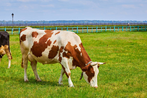 Αγελάδες βόσκουν ειρηνικά σε ένα ηλιόλουστο λιβάδι σε ένα γαλήνιο αγρόκτημα, απολαμβάνοντας το καταπράσινο τοπίο και δημιουργώντας μια σκηνή αγροτικής ηρεμίας - Φωτογραφία, εικόνα