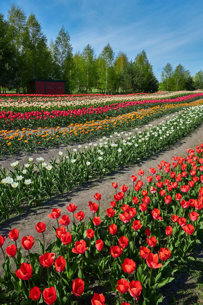Campo de tulipanes multicolores. Foto vertical. Flores brillantes de primavera - Foto, Imagen