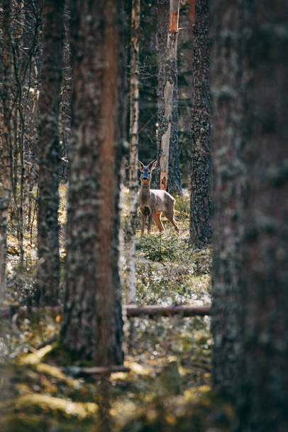Jeleń ukrywał się wśród drzew w lesie. - Zdjęcie, obraz